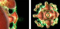 Procedural Texture Synthesis for Zoom-Independent Visualization of Multivariate Data